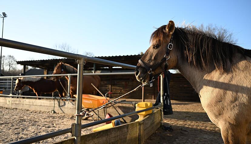 Das Pferd riss sich von der Koppel nahe der Autobahn los und gallopierte davon. (Symbolfoto)