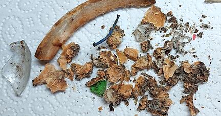 Fundstück: Rippchen, umhüllt mit einer Art Paste, darin Glasscherben.
Foto: privat