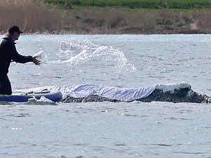Diese Woche soll der vor Poel liegende Wal Richtung Nordsee abtransportiert werden.