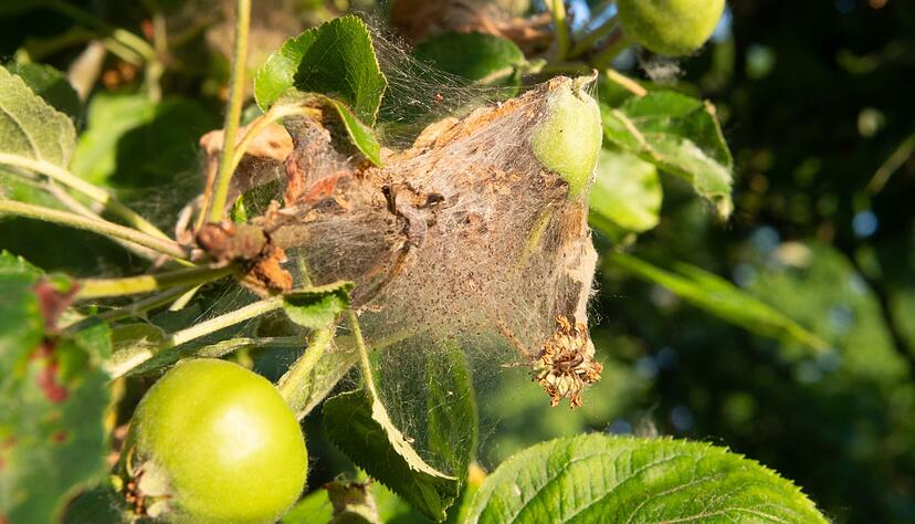 Die Apfelbaumgespinstmotten bilden Gespinste am Apfelbaum. In diesen kann man ihnen nur schwer zu Leibe rücken. Die Apfelbaumgespinstmotten bilden Gespinste am Apfelbaum. In diesen kann man ihnen nur schwer zu Leibe rücken.