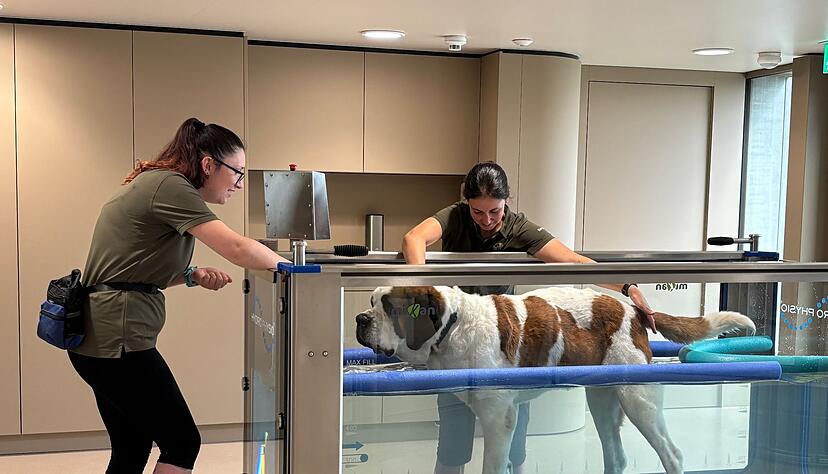 Im «Barryland» können Besucher die tägliche Pflege der Hunde live miterleben.