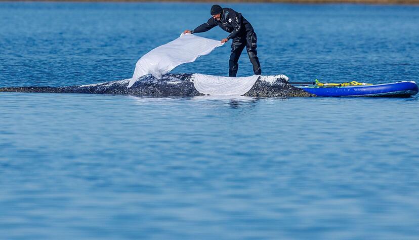 Die T&uuml;cher sollen die Haut des Wales sch&uuml;tzen.