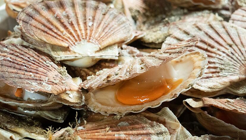 Der Star im Inneren der Jakobsmuschel ist das wei&szlig;e Muskelfleisch, die Nuss. Eher zweite Wahl ist der orangefarbene, aber sehr aromatisch intensivere Rogen.