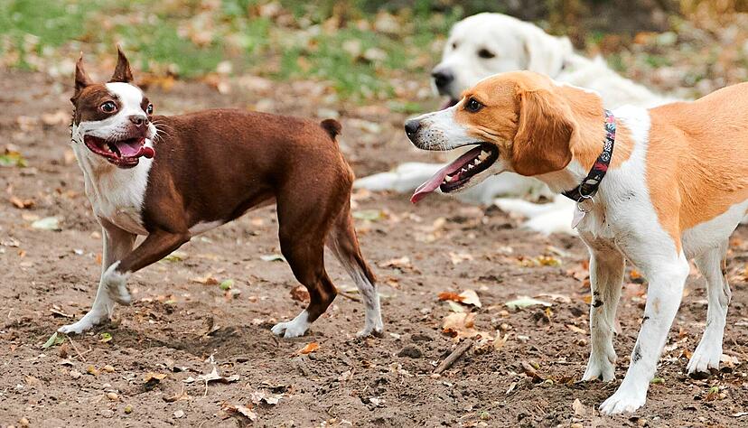 Oft werden sie als beste Freunde des Menschen bezeichnet: Viele haben sogar mehr als einen Hund in ihrem Haushalt. Foto: dpa
