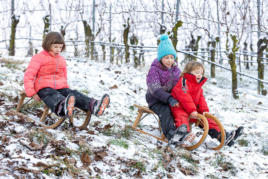 In den Weinbergen wird gerodelt.