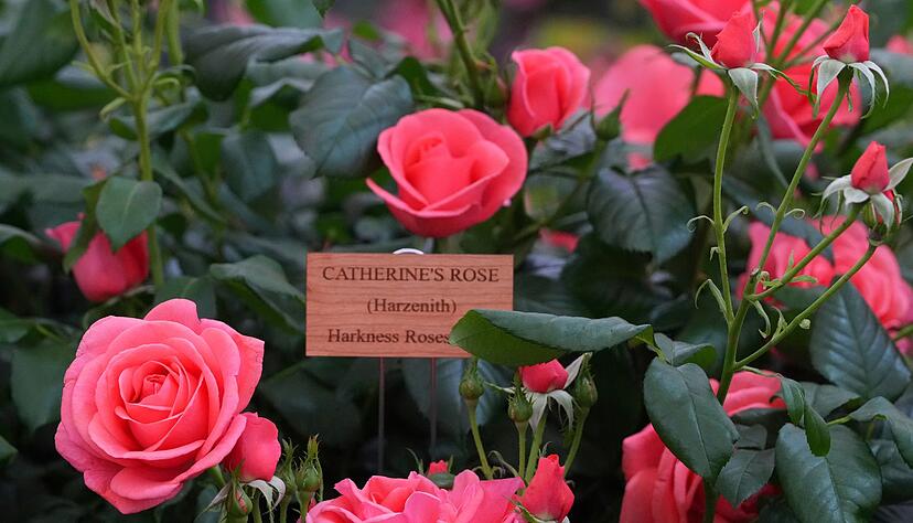 Benannt nach Prinzessin Kate: &laquo;Catherine's Rose&raquo;.