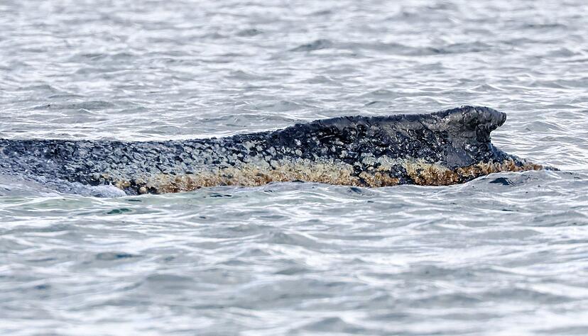 F&uuml;r den Wal scheint es keine Hoffnung mehr zu geben.