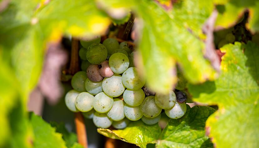 Am Bodensee gibt es bald rund 60 Hektar weniger Rebfläche, da das Haus Baden seinen Weinanbau zurückfährt. (Symbolbild) Am Bodensee gibt es bald rund 60 Hektar weniger Rebfläche, da das Haus Baden seinen Weinanbau zurückfährt. (Symbolbild)