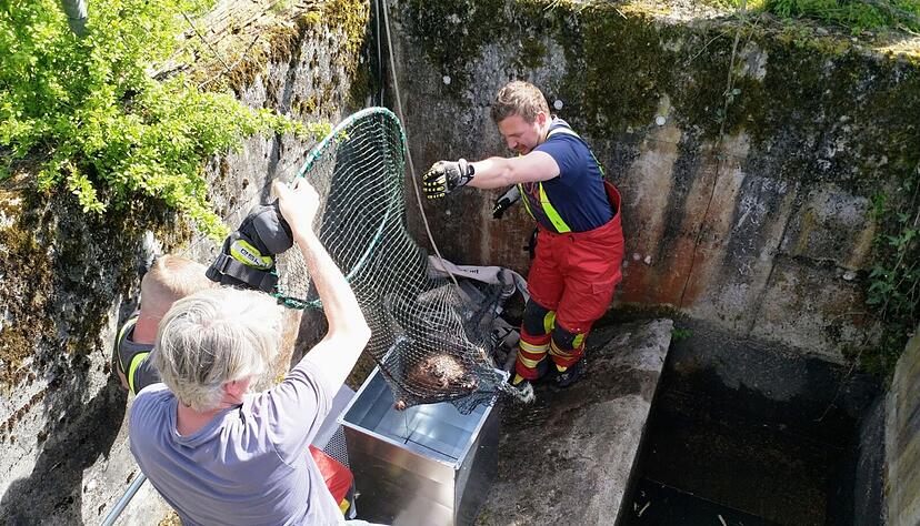 Einsatzkräfte der Feuerwehr Neudenau retten zusammen mit einem Helfer einen Biber vor dem Ertrinken.
