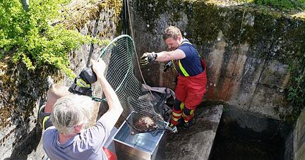 Einsatzkräfte der Feuerwehr Neudenau (Landkreis Heilbronn) retten zusammen mit einem Helfer einen Biber vor dem Ertrinken. Einsatzkräfte der Feuerwehr Neudenau (Landkreis Heilbronn) retten zusammen mit einem Helfer einen Biber vor dem Ertrinken.