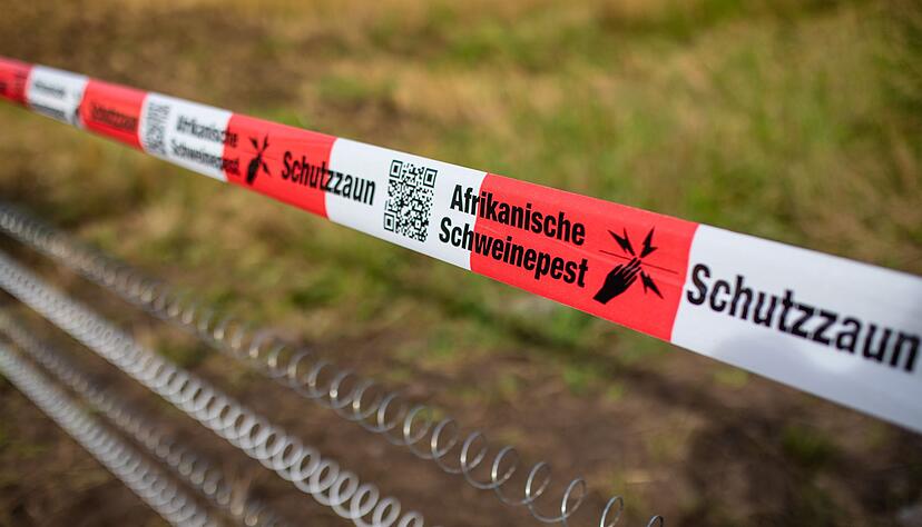 Unter anderem mit Schutzz&auml;unen versucht das Land die Ausbreitung der Afrikanischen Schweinepest einzud&auml;mmen. (Archivbild)