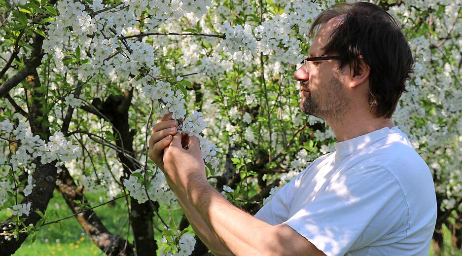 Der Windischenbacher Fritz Moll schaut nach seinen Kirschb&auml;umen. Sind Sch&auml;dlinge in den Bl&uuml;ten? Mit Grauen erinnert er sich an den Frost 2017.