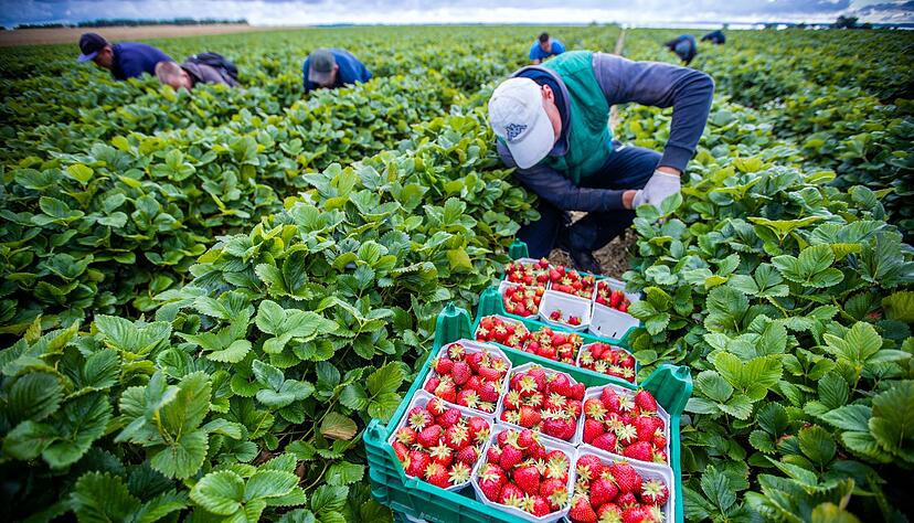 Agrarminister ohne Beschluss zum Mindestlohn. (Symbolbild)