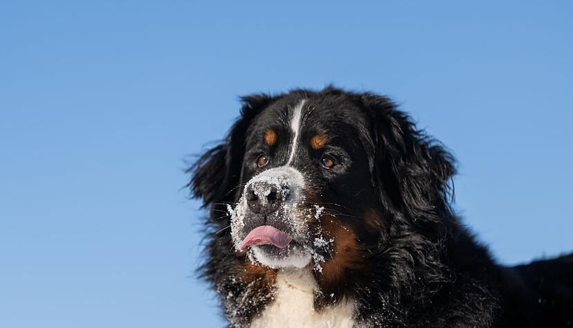 Schnee gefressen? Kleine Mengen sind meist unproblematisch &ndash; zu viel davon kann jedoch krank machen.