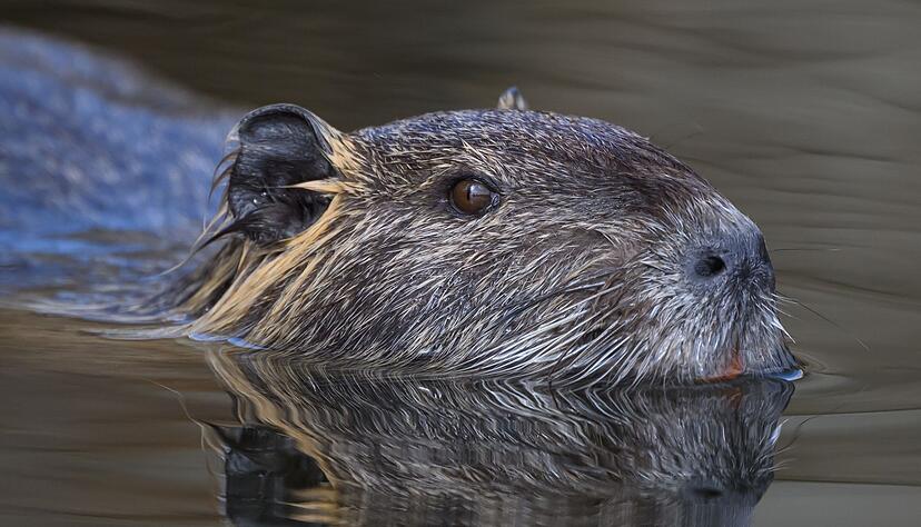 Die Nutria ist eine aus Südamerika stammende und in Mitteleuropa eingebürgerte Nagetierart. (Archivbild) Die Nutria ist eine aus Südamerika stammende und in Mitteleuropa eingebürgerte Nagetierart. (Archivbild)