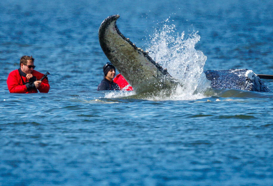 Anschlie&szlig;end ziehen sie mit Gurten den gestrandeten Buckelwal vor der Insel Poel zu einem Transportschiff.