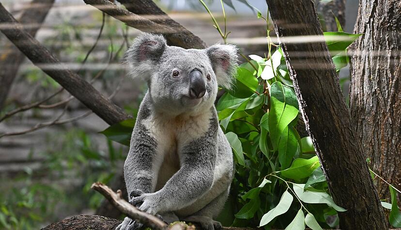 Ein Koala klettert auf einen Baum in seinem neuen Gehege in der Wilhelma in Stuttgart. Bislang waren die vier Koalas aus Australien in Quarantäne. Sie waren am 30. Juni nach Deutschland eingeflogen und dann in die Wilhelma weitertransportiert worden.