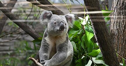 Ein Koala klettert auf einen Baum in seinem neuen Gehege in der Wilhelma in Stuttgart. Bislang waren die vier Koalas aus Australien in Quarantäne. Sie waren am 30. Juni nach Deutschland eingeflogen und dann in die Wilhelma weitertransportiert worden.