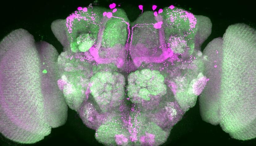Nervenzellen im Gehirn einer Taufliege wurden durch Forscher pink eingef&auml;rbt, Nervenzellenverbindungen sind gr&uuml;n dargestellt.