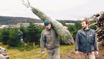 Weihnachtsbaumernte in Eibensbach: Heimische Anbauer wie Friedrich Layher (Mitte) wünschen sich mehr Ehrlichkeit in der Branche.Foto: Claudia Wachter