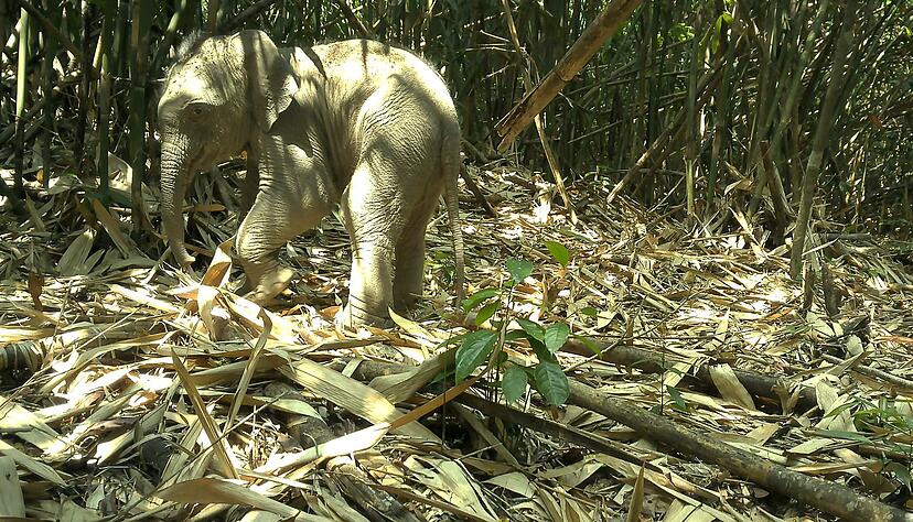 Die Kamerafalle nahm auch einen jungen Asiatischen Elefanten im Annamiten-Gebirge auf.
