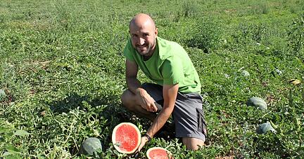 Tobias Holderrieth vom gleichnamigen Obstbau in Schwaigern mit einer reifen Wassermelone. Die Fr&uuml;chte m&ouml;gen das warme Wetter, auch nachts. Da sollte es nicht unter zehn Grad sein, sonst bekommen sie Stress. 
Foto: Friedhelm R&ouml;mer