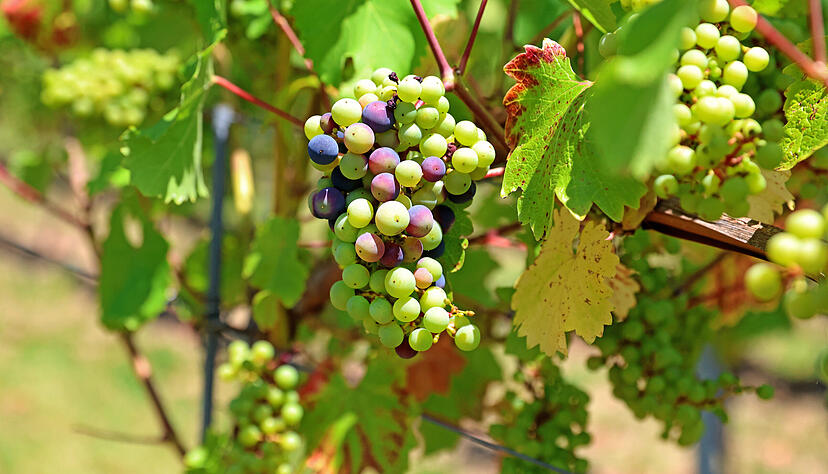 Bei besonders früh reifen Sorten wie etwa Satin Noir färben sich schon die Beeren rot.