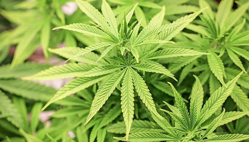 Zum 1. April wird das Kiffen legal. Was das für die Menschen in der Region bedeutet und wie sich der Heilbronner Cannabis-Club vorbereitet.
Foto: Christian Charisius