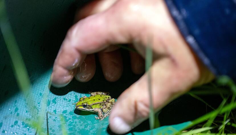 Wenn ehrenamtliche Helfer nicht wären, würden noch mehr Amphibien bei ihrer Wanderung überfahren. (Archivbild). Wenn ehrenamtliche Helfer nicht wären, würden noch mehr Amphibien bei ihrer Wanderung überfahren. (Archivbild).