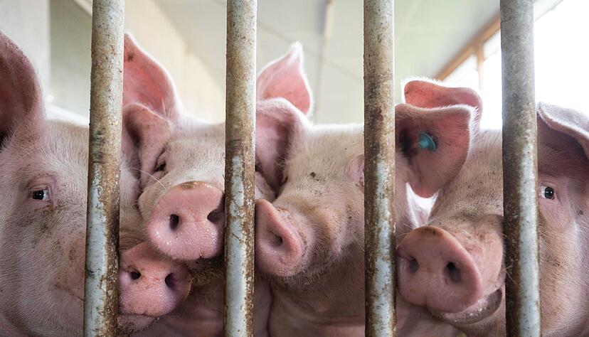 Der Bau tiergerechter Schweineställe bleibt Ziel. Der Bau tiergerechter Schweineställe bleibt Ziel.