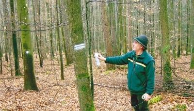 Punkt, Doppelstrich, Schr&auml;gstrich &ndash; das sind die Hinweise, die Roland Groh f&uuml;r die Arbeiter im Wald an die St&auml;mme spr&uuml;ht.Foto: Walter Schmid