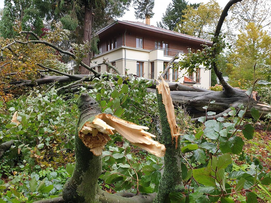 So sind Sturmschäden im Garten versichert STIMME.de