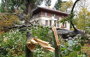 Besonders alte Bäume fallen Stürmen zum Opfer. Aber auch die Trockenheit der letzten Jahre hat Gehölze anfälliger für heftige Windböen gemacht. Besonders alte Bäume fallen Stürmen zum Opfer. Aber auch die Trockenheit der letzten Jahre hat Gehölze anfälliger für heftige Windböen gemacht.