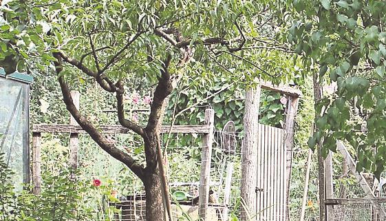 Im Garten hinter der Stebbacher M&uuml;hle hoppeln die Hasen durchs Gras.
