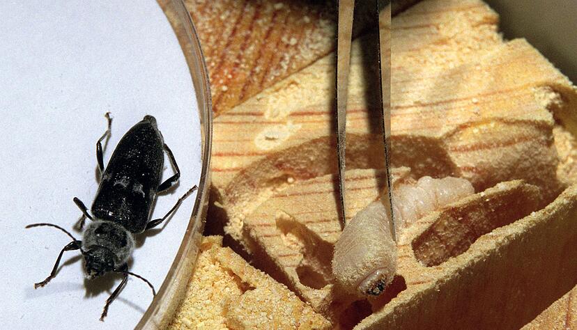 Auch die Larven von Hausböcken können Fraßschäden im Holz verursachen. Auch die Larven von Hausböcken können Fraßschäden im Holz verursachen.