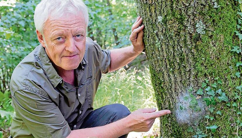 Stefan Krautzberger ist Revierförster im Zabergäu und der Waldschutzexperte des Kreisforstamts. An diesem Baum hat er ein Gespinst des Eichenprozessionsspinners entdeckt.Fotos: Dennis Mugler