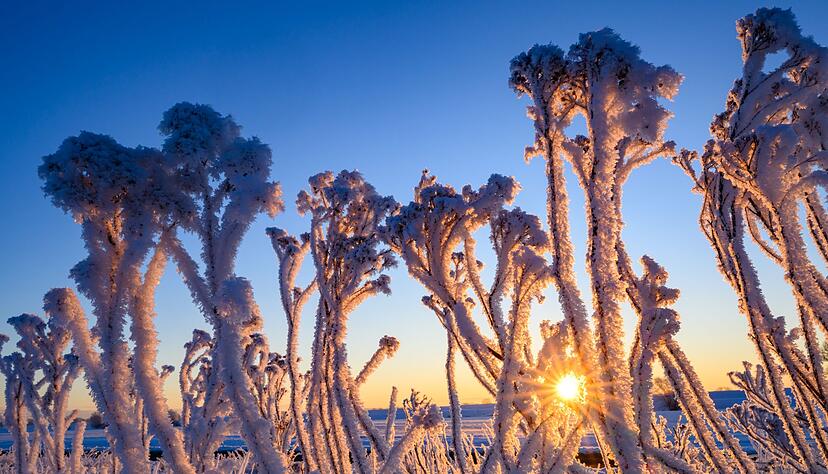 Mit Raureif überzogen stehen Pflanzen bei Sonnenaufgang im Oderbruch. Mit Raureif überzogen stehen Pflanzen bei Sonnenaufgang im Oderbruch.