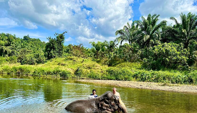 Ein gemeinsames Bad mit Elefanten gilt in den Camps als eine der Hauptattraktionen für Touristen. (Archivbild) Ein gemeinsames Bad mit Elefanten gilt in den Camps als eine der Hauptattraktionen für Touristen. (Archivbild)