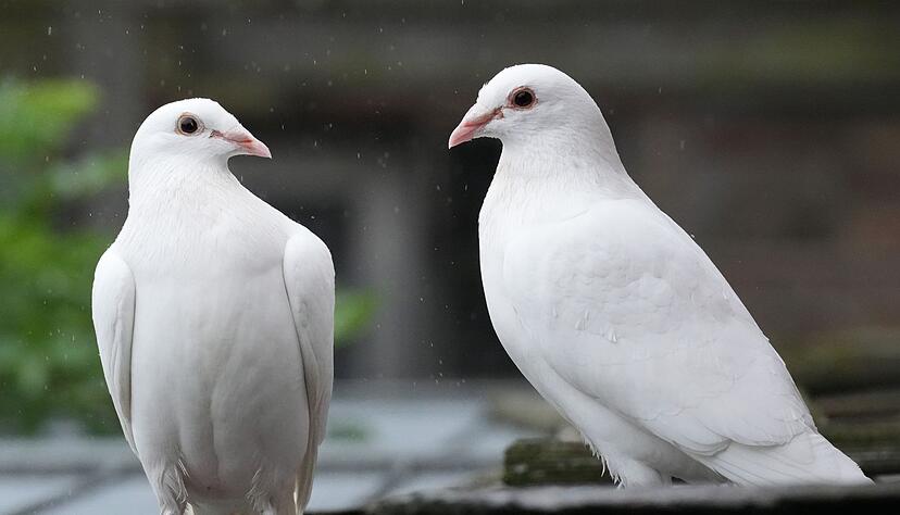 Für viele gehören weiße Tauben zu einer Hochzeit dazu.