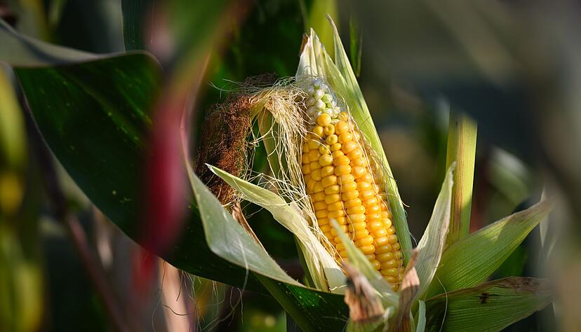 Rund 80 Prozent des in Deutschland angebauten Maises dienen der Tierfütterung, nur ein kleiner Teil wird als Lebensmittel genutzt. Rund 80 Prozent des in Deutschland angebauten Maises dienen der Tierfütterung, nur ein kleiner Teil wird als Lebensmittel genutzt.
