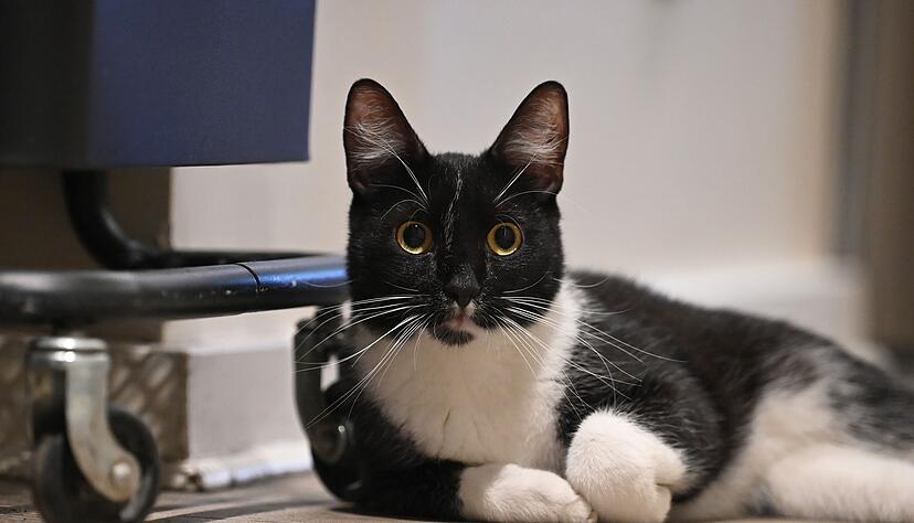 Der Arzt teilte mit, er bereue die Behandlung seiner Katze nicht. (Symbolbild) Der Arzt teilte mit, er bereue die Behandlung seiner Katze nicht. (Symbolbild)