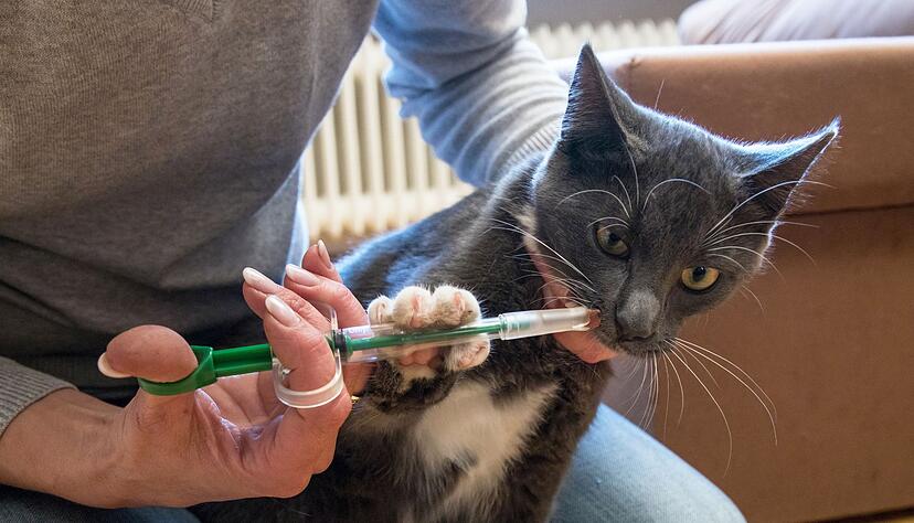 Nicht unbedingt beliebt bei Haustieren - auch bei vielen Halterinnen und Haltern nicht: die Wurmkur.