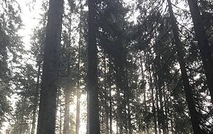 Kurz kommt die Sonne durch die Wolken, ehe der Regen wieder einsetzt. Die Stimmung und das Licht auf den Waldwegen sind dann besonders schön. Foto: Stefanie Sapara Kurz kommt die Sonne durch die Wolken, ehe der Regen wieder einsetzt. Die Stimmung und das Licht auf den Waldwegen sind dann besonders schön. Foto: Stefanie Sapara