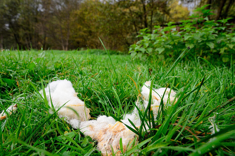 Wolle der gerissenen Schafe.