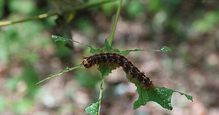 Wo sie zuschlägt, da herrscht Kahlschlag: eine Schwammspinner-Raupe auf dem Ahornblatt. Die Schmetterlingsart aus der Gruppe der Nachtfalter hat sich vor vier Jahren in der Region massiv vermehrt − womit jederzeit wieder zu rechnen ist.
Foto: privat