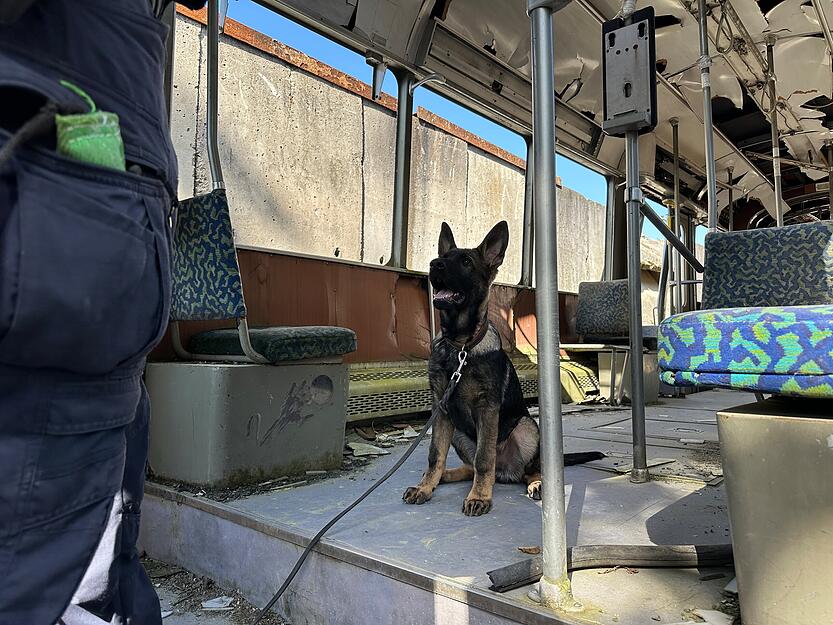 Der Polizeihundewelpe Basko wartet beim Training auf das n&auml;chste Kommando seines Hundef&uuml;hrers.