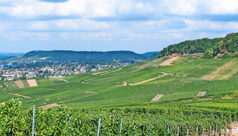 Blick über die Weinberge zum Heilbronner Stadtwald. Die Heilbronner Sozialdemokraten können sich hier Windräder vorstellen. Die Verwaltung soll Standorte benennen. Blick über die Weinberge zum Heilbronner Stadtwald. Die Heilbronner Sozialdemokraten können sich hier Windräder vorstellen. Die Verwaltung soll Standorte benennen.