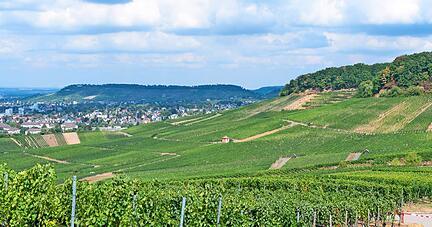 Blick über die Weinberge zum Heilbronner Stadtwald. Die Heilbronner Sozialdemokraten können sich hier Windräder vorstellen. Die Verwaltung soll Standorte benennen.
Foto: Mario Berger