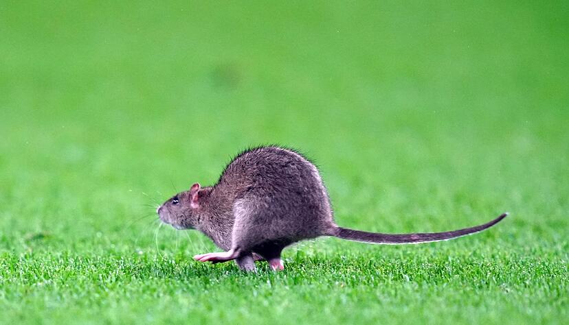 Kein Symbolbild: Diese Ratte lief in Cardiff über den Stadionrasen.