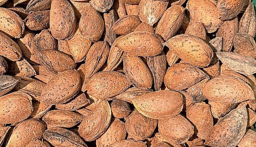 Ernte aus dem L&auml;ndle: Die Kerne &auml;hneln denen des Pfirsich. Als Kultur k&ouml;nnte sich die Mandel in Weinregionen etablieren.
Foto: LVWO